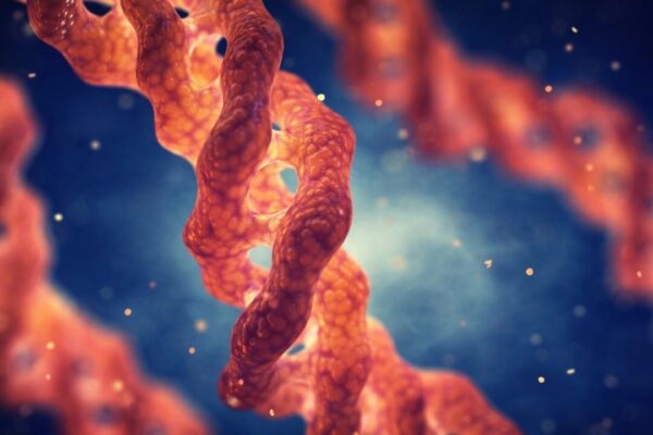 筋肉の記憶は“タンパク質”に刻まれる──科学が裏付け