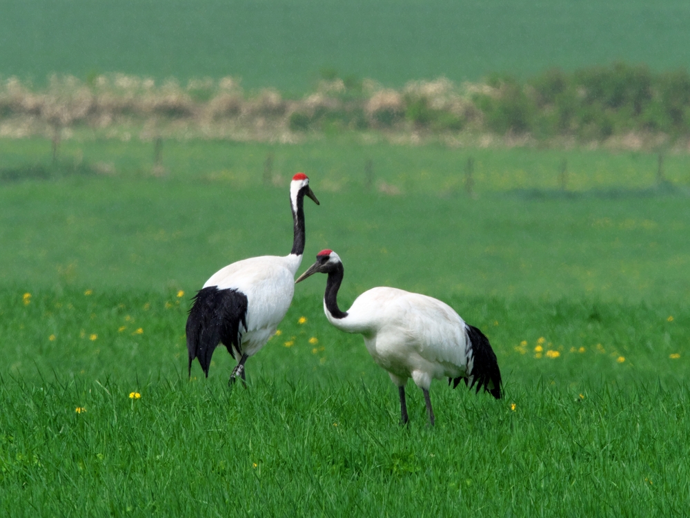 釧路市　太陽光発電施設の規制強化へ　タンチョウなど「特定保全種」指定方針