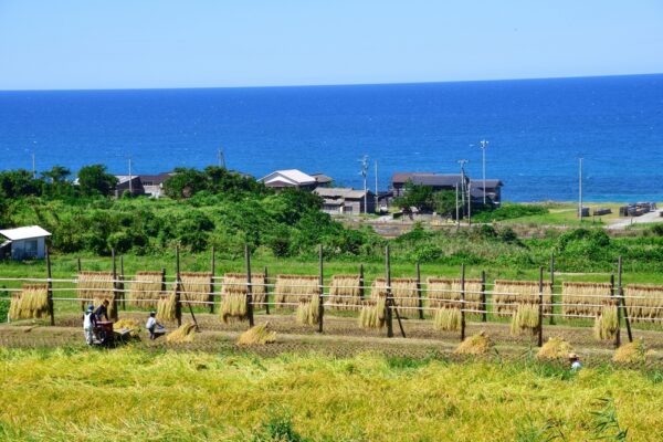 新潟県の農業・食品・水産業の実態明らかに　帝国データバンクが経営調査
