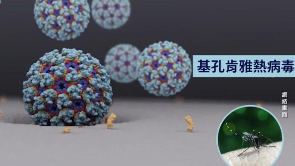 中国でチクングニア熱が蔓延　若者の突然死が増加　現時点ではワクチンや特効薬は無し