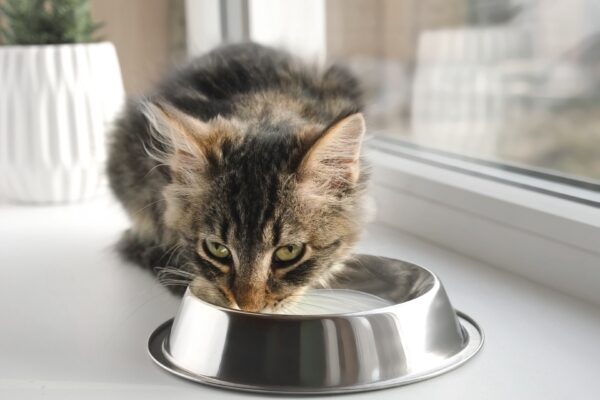 なぜ猫に牛乳を与えてはいけないのか？