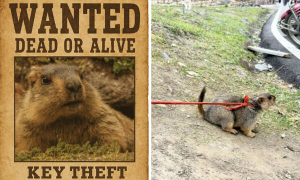 標高3000メートルの高原で暗躍する「最凶窃盗犯」ついに御用＝中国【動画あり】