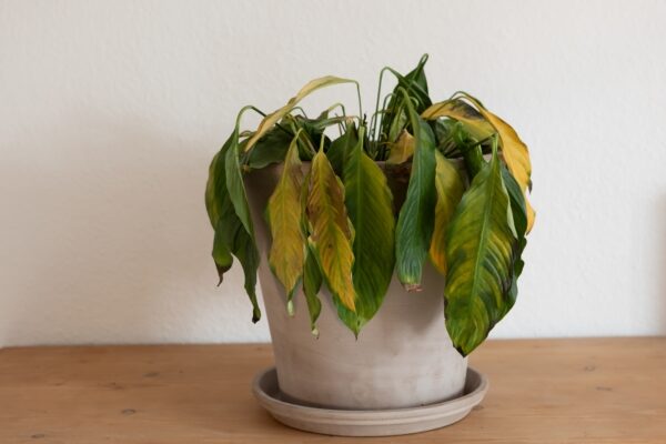 枯れかけの植物を救う？　サビた釘の意外な活用法