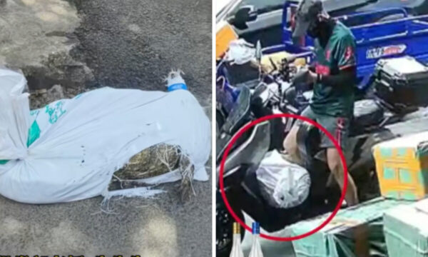 配達員の悪夢　「死んだはずのワニ」が突然覚醒し大暴れ＝中国