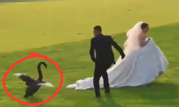 「前世の恋人」？　結婚撮影に乱入したブラック・スワン　SNSで大反響【動画あり】