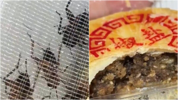 「子供のころの味を返して!」 中秋節前にコオロギの粉末使用した月餅が登場＝中国【動画あり】