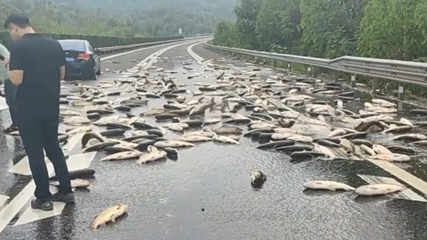 トラック横転で大量の活魚が道路に　渋滞発生【動画あり】
