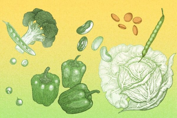 抗栄養素の問題とその悪影響を減らす方法