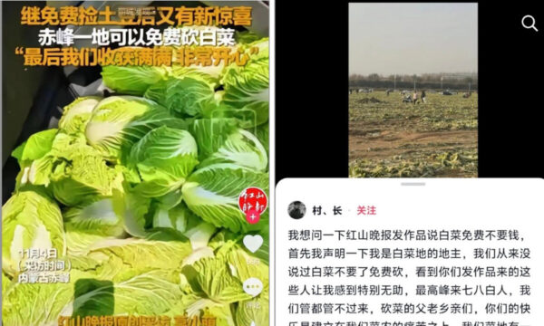 白菜畑が集団略奪被害　公式メディアの誤報が引き金＝中国・内モンゴル【動画あり】