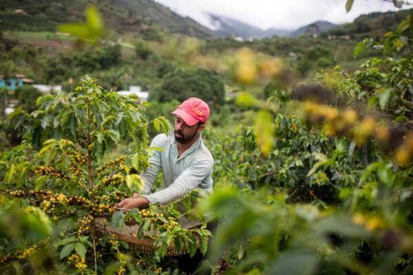 トランプ氏　ブラジル産牛肉とコーヒー輸入関税撤廃