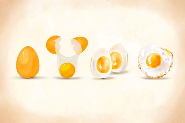 卵：脳と筋肉を支える完全タンパク質