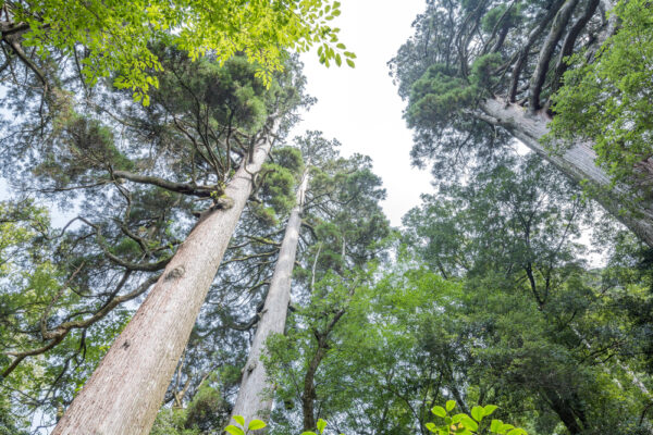 北海道 倶知安町の無断森林伐採と「中国共産党文化」