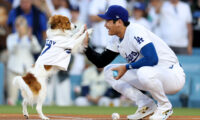 全米が「世界一クールな犬」と熱狂！　「デコピン」ドジャースタジアムでの自主トレ姿が話題に
