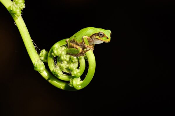ニホンアマガエルの腸内細菌に強力ながん抑制効果　