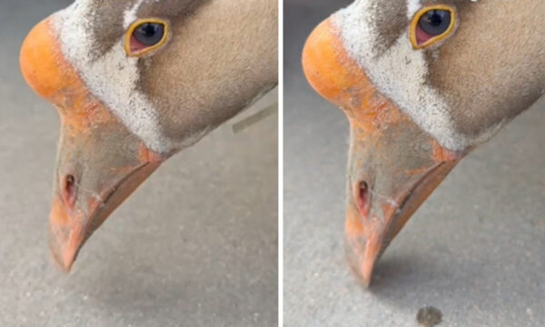 「殺さないで」　涙のガチョウ　人間の心が試された瞬間