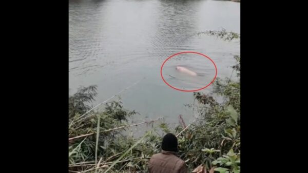 屠殺直前　豚が大逃走＝中国