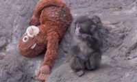 子ザル「パンチ」が世界で人気　ホワイトハウスも紹介　ぬいぐるみ完売相次ぐ