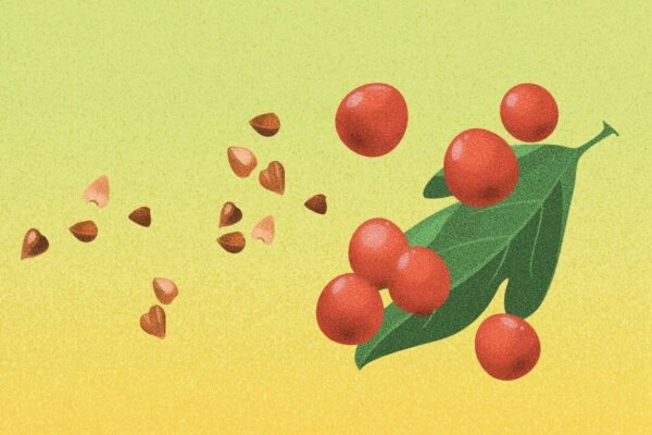 心臓の健康に強力なコンビ：そばとサンザシのお粥で脳卒中を予防