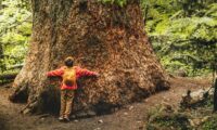 木を抱きしめることの健康効果