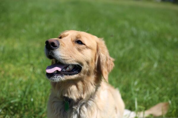 子犬の口臭は普通じゃない？　見逃したくないサインと対処法