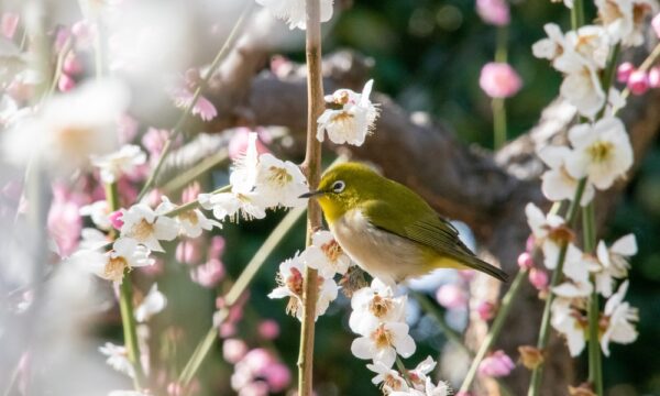 立春：こう食べるのがいちばん安定していて、いちばん楽