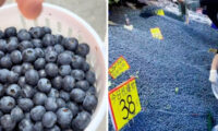 中国ブルーベリー豊作　バケツ単位で販売