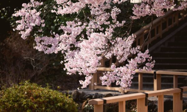 新宿御苑　2026年のお花見シーズンに事前予約制を導入