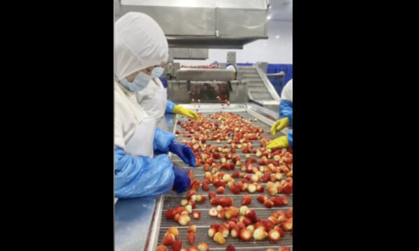 中国のフリーズドライいちご　重金属10倍　検査すり抜けの実態も