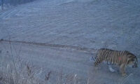 中国でまた「トラ出没」