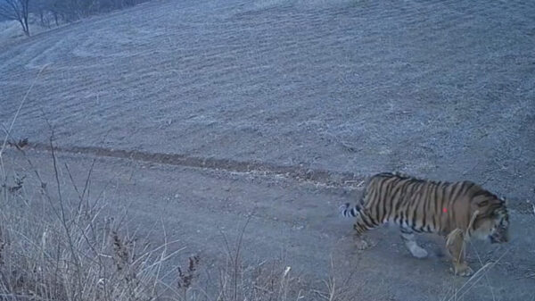 中国でまた「トラ出没」