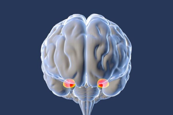 なぜ脳は恐怖に過剰反応するのか——そしてその対処法