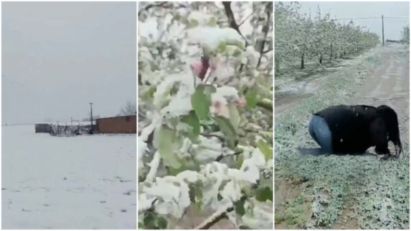 中国で4月に大雪　果樹壊滅か　農民「もう生活できない」