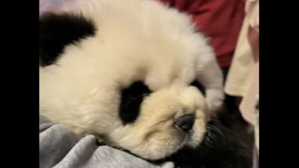 中国 犬をパンダに見せかけ 撮影利用 異様なおとなしさに疑問