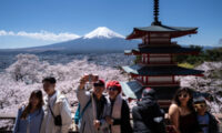 富士山麓で桜満開　オーバーツーリズムに悩む富士吉田市