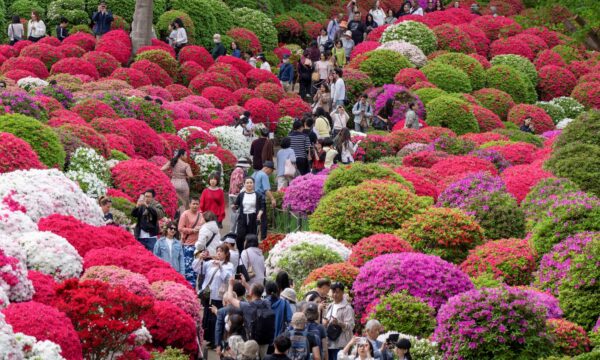 根津神社を染めるつつじ　春の境内に華やぎ