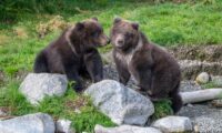 冬眠明けの初水浴び　子グマ2頭が大はしゃぎ
