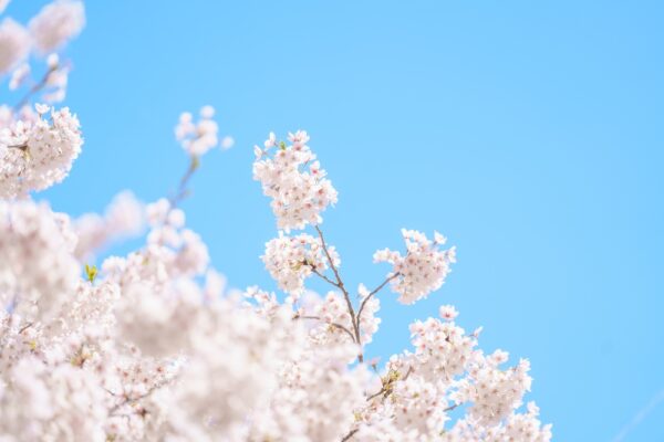 手の震え・めまいに　春の体調を整える食養生