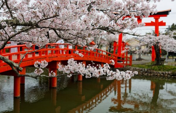 桜の木を痛めつける中国人　その迷惑行為と「中国共産党文化」　