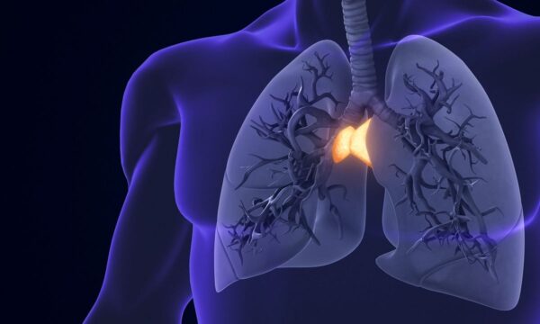 長寿の鍵は「胸腺」にある？