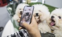 飼えないけど癒やされたい　中国で広がるペットレンタル