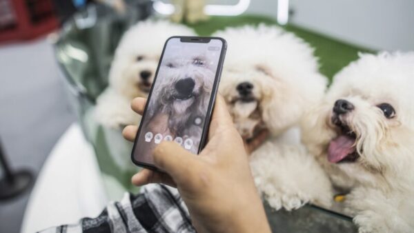 飼えないけど癒やされたい　中国で広がるペットレンタル