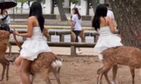 奈良の鹿にまたがろうとする女性に批判殺到　動画拡散で県が注意喚起