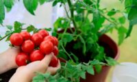 トマトの隣に植えるだけ　害虫を遠ざける意外な植物