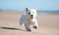 愛犬を砂の誤飲から守るには　海辺で見落としやすい危険