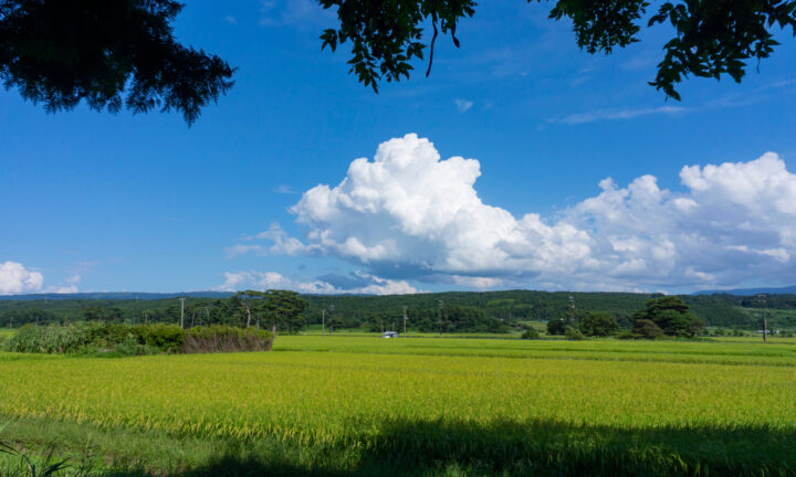 夏至：日本の「半夏生」に息づく養生の知恵