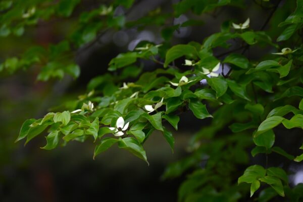 忙しい現代人のための　日々に静寂を取り戻す3つの生活美学