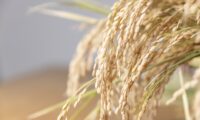 政府備蓄米　適正水準へ買い戻し検討　8月末の作柄踏まえ判断＝農林水産相
