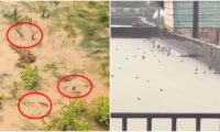 毒蛇大量流出　洪水後の街に広がる恐怖＝中国・広西